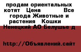 продам ориентальных котят › Цена ­ 5 000 - Все города Животные и растения » Кошки   . Ненецкий АО,Белушье д.